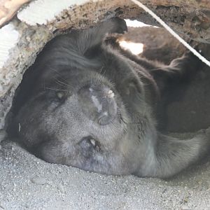 Southern Hairy-nosed Wombat (Lasiorhinus latifrons)