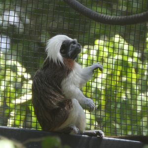Cotton-top Tamarin (Oedipomidas oedipus)