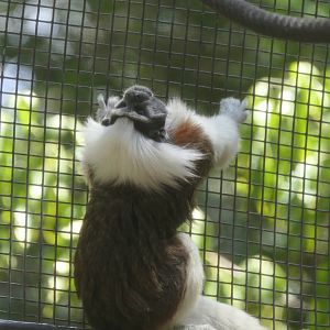 Cotton-top Tamarin (Oedipomidas oedipus)