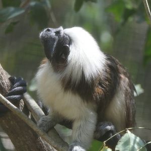 Cotton-top Tamarin (Oedipomidas oedipus)