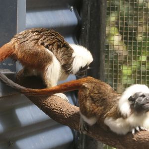 Cotton-top Tamarin (Oedipomidas oedipus)