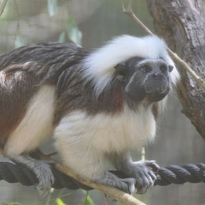 Cotton-top Tamarin (Oedipomidas oedipus)