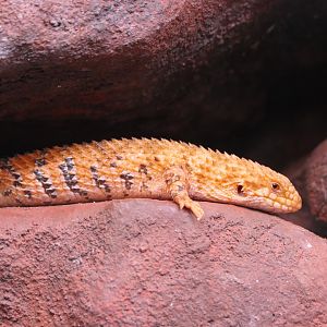 Eastern Pilbara Spiny-tail Skink (Egernia epsisolus)