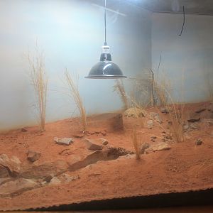 tank for Pigmy Blue-tongue Skink (Tiliqua adelaidensis)