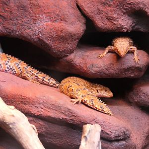 Eastern Pilbara Spiny-tail Skink (Egernia epsisolus)