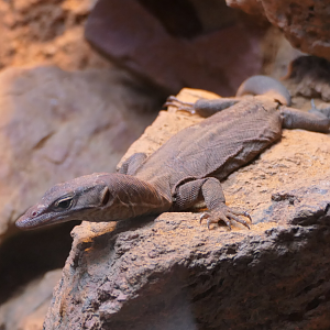 Southern Pilbara Rock Monitor (Varanus hamersleyensis)