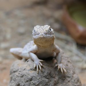 Central Netted Dragon (Ctenophorus nuchalis)