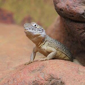 Central Netted Dragon (Ctenophorus nuchalis)