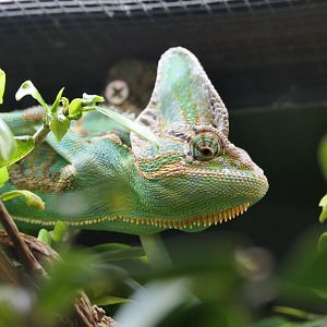 Veiled Chamaeleon (Chamaeleo calyptratus)