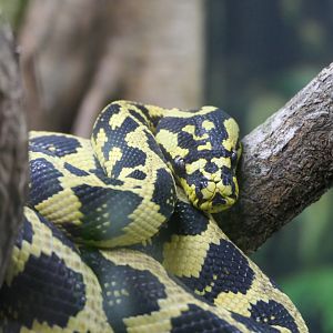 Jungle Carpet Python (Morelia spilota cheynei)