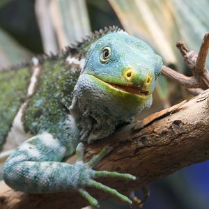 Fijian Crested Iguana (Brachylophus vitiensis)