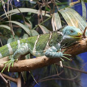 Fijian Crested Iguana (Brachylophus vitiensis)