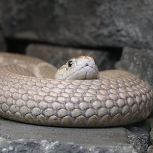 Monocled Cobra (Naja kaothia)