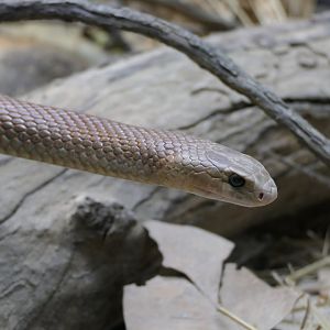 Eastern Brown Snake (Pseudonaja textilis)