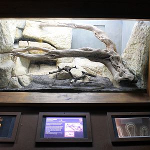 Reptile House tank example (Inland Taipan)