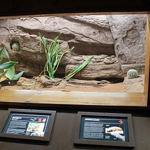 Reptile House tank example (Gila Monster)