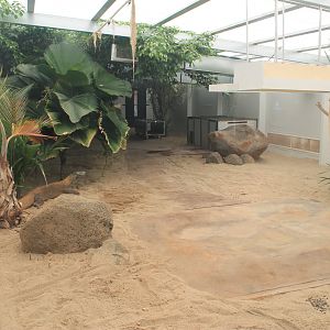 Komodo Dragon enclosure