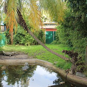 American Alligator enclosure