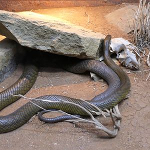 Inland Taipan (Oxyuranus microlepidotus)