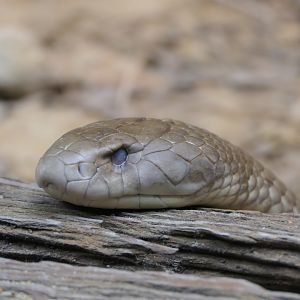 King Brown Snake (Pseudechis australis)