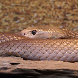 Coastal Taipan (Oxyuranus scutellatus)