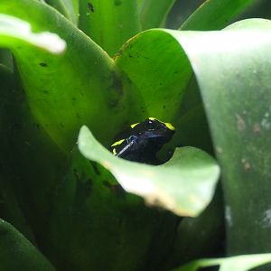 Dyeing Poison Dart Frog (Dendrobates tinctorius)