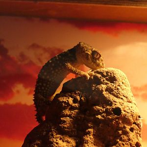 Centralian Knob-tail Gecko (Nephrurus amyae)