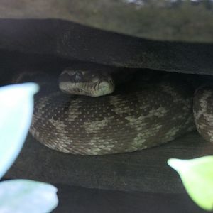 Rough-scaled Python (Morelia carinata)