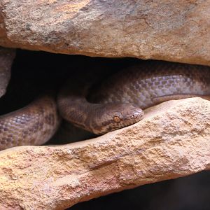 Pygmy Python (Antaresia perthensis)