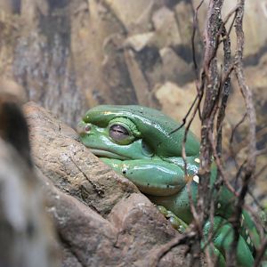 Magnificent Tree Frog (Litoria splendida)