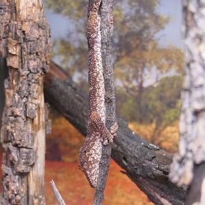 Northern Spiny-tailed Gecko (Strophurus ciliaris)
