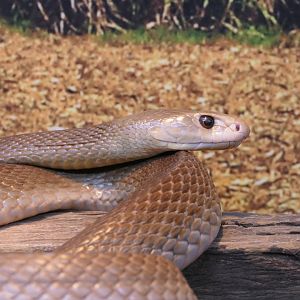 Coastal Taipan (Oxyuranus scutellatus)