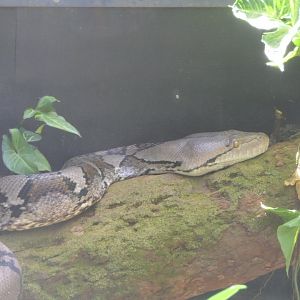 Reticulated Python (Malayopython reticulatus)