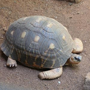 Radiated Tortoise (Astrochelys radiata)