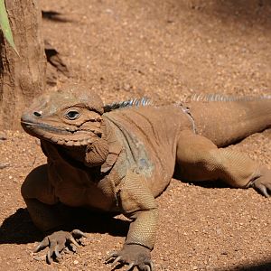 Rhinoceros Iguana (Cyclura cornuta)