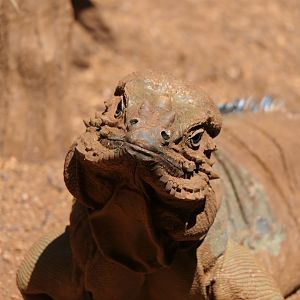 Rhinoceros Iguana (Cyclura cornuta)