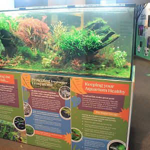 Tropical community tank