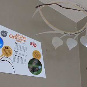 Unoccupied orb-weaver support frame