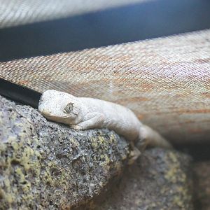 Northern Spiny-tailed Gecko (Strophurus ciliaris)