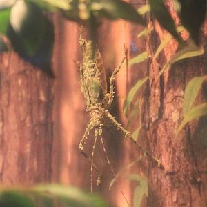 Spiny Rainforest Katydid (Phricta spinosa)