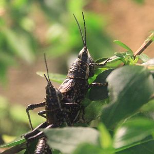 Blistered Pyrgomorph (Monistria pustulifera)