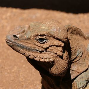 Rhinoceros Iguana (Cyclura cornuta)