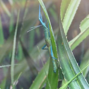 Peppermint Stick Insect (Megacrania batesii)