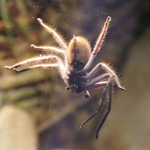 Giant Banded Huntsman (Holconia immanis)