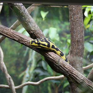 Jungle Carpet Python (Morelia spilota cheynei)