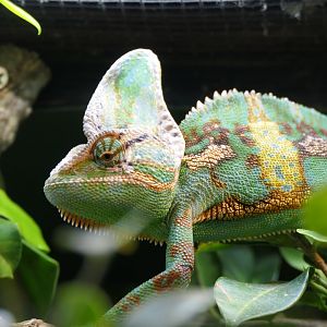 Veiled Chamaeleon (Chamaeleo calyptratus)