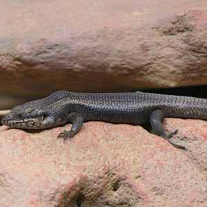 Goldfields Crevice-Skink (Egernia formosa)