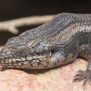 Goldfields Crevice-Skink (Egernia formosa)