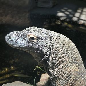 Komodo Dragon (Varanus komodoensis)