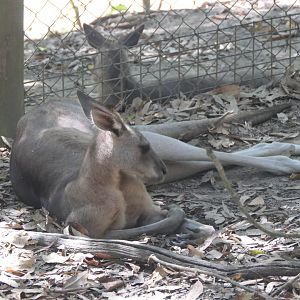 Eastern Grey Kangaroo (Macropus giganteus)